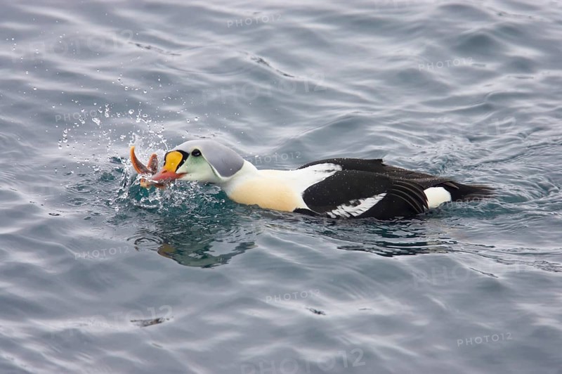 King Eider adult male