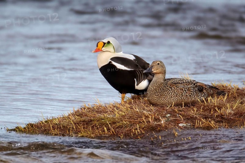 King Eider
