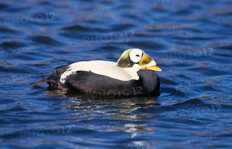 Spectacled eider