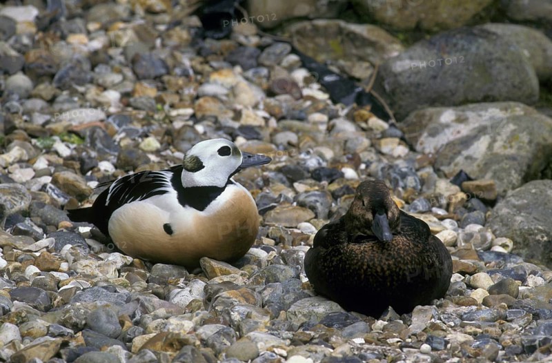Steller's eider