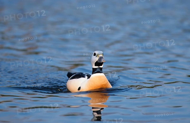 Steller's eider