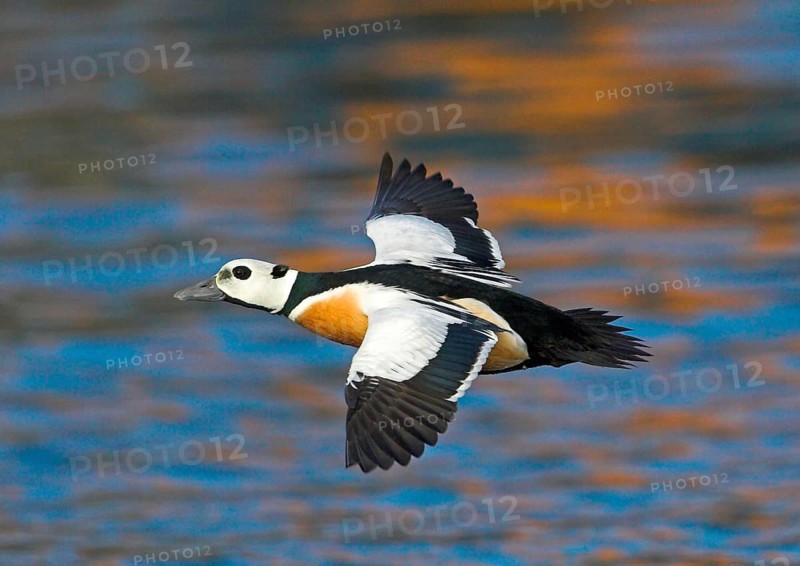 Steller's steller's eider