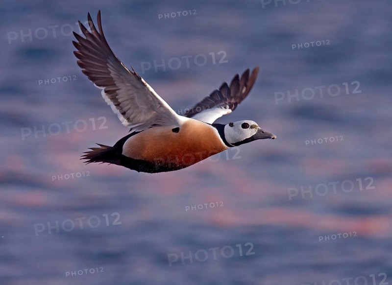 Steller's steller's eider