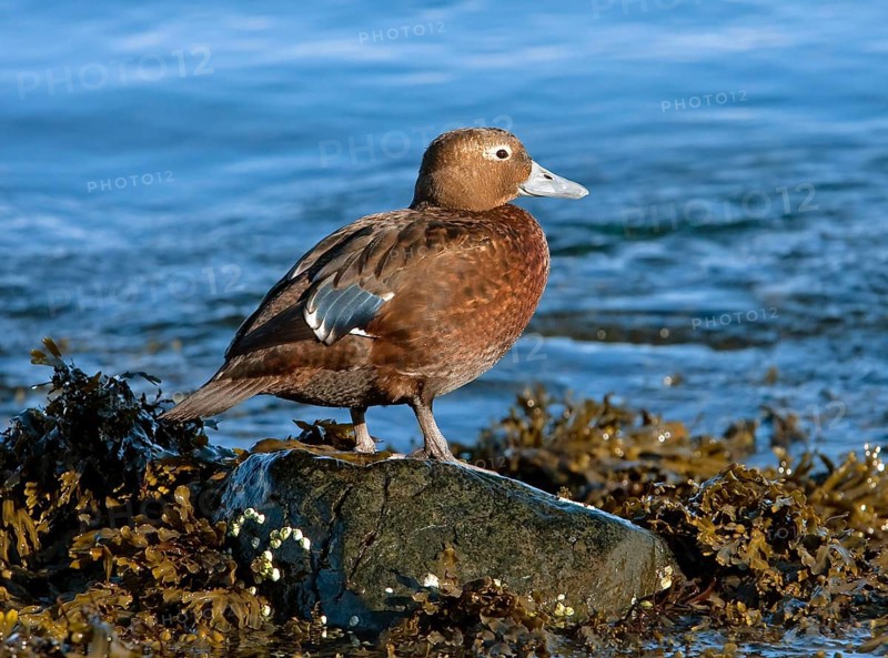 Steller's steller's eider