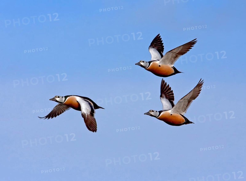 Steller's steller's eider