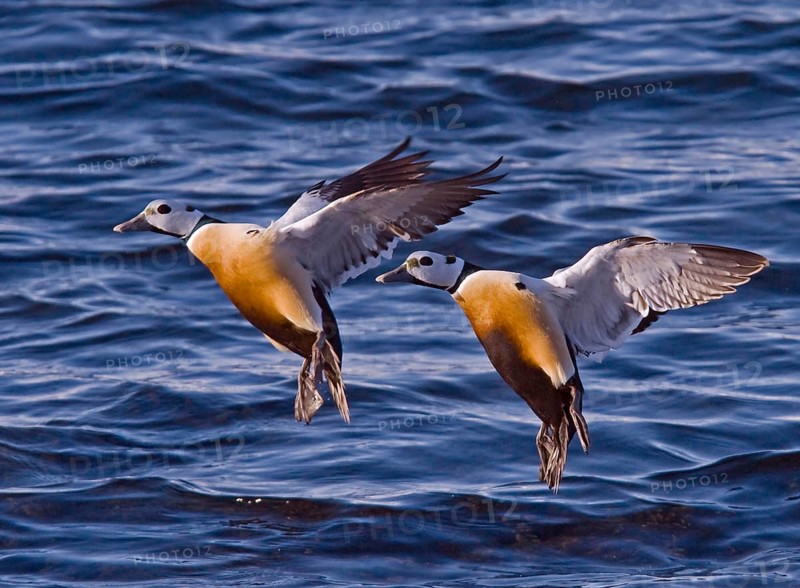 Steller's steller's eider