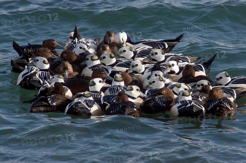 Steller's Eider
