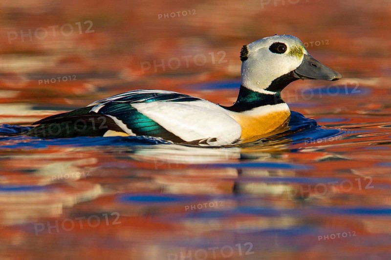 Steller's steller's eider