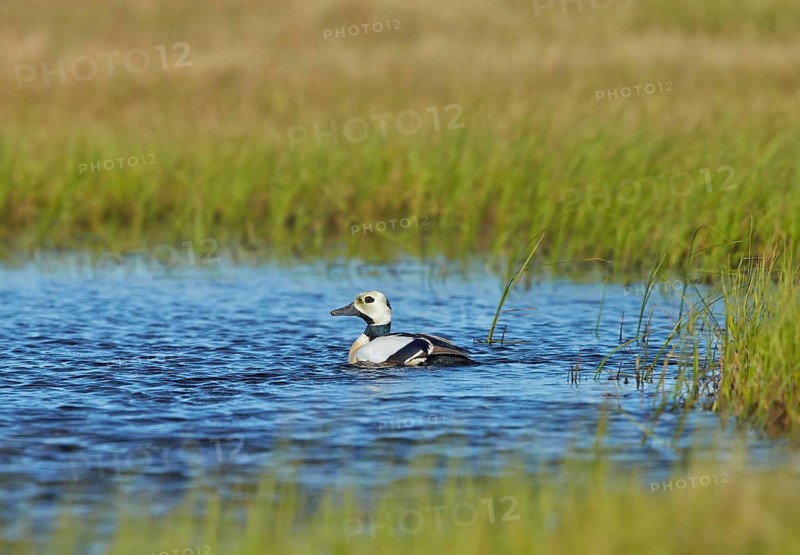 Steller's steller's eider