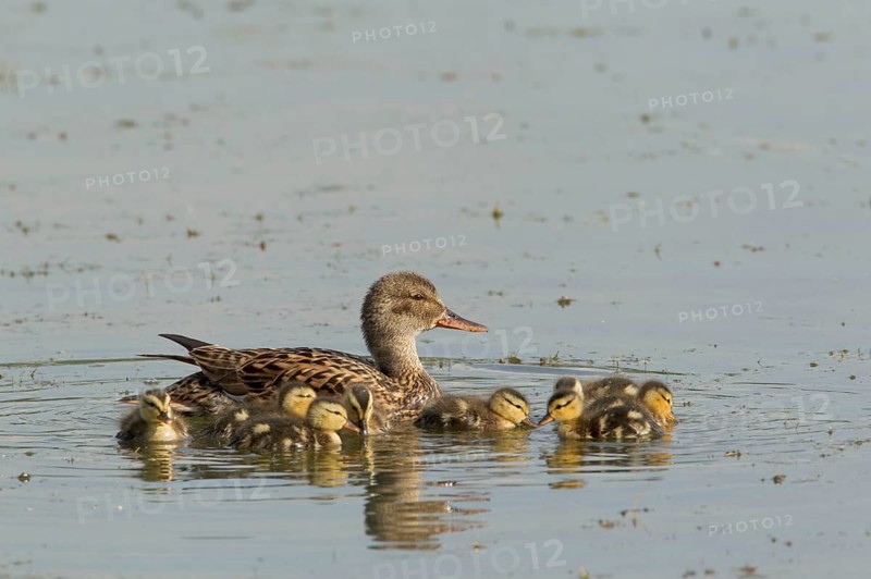 Gadwall