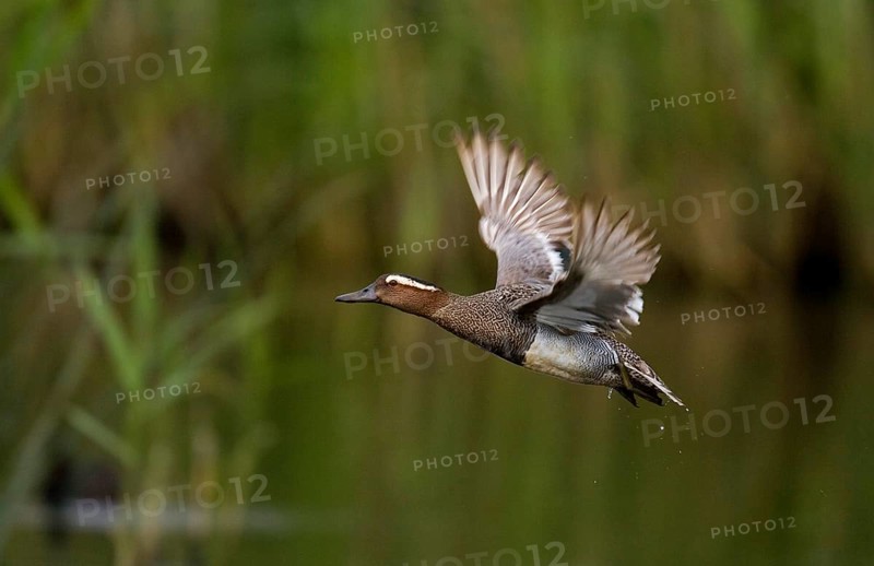 Garganey