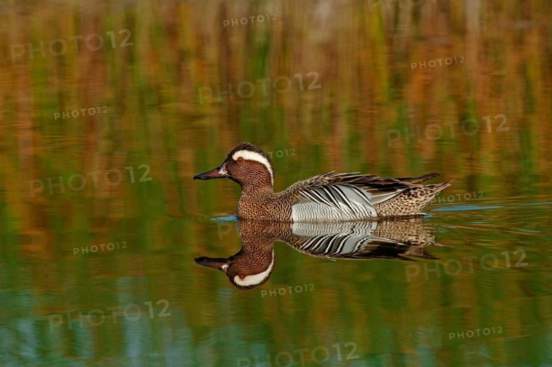 Garganey