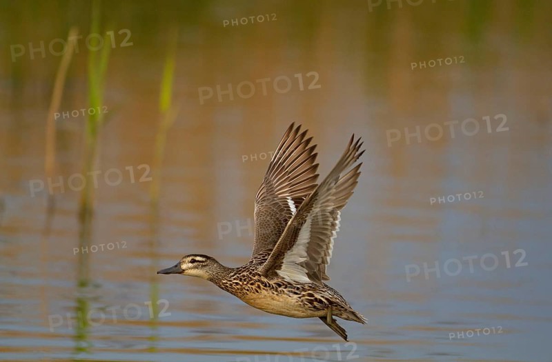 Garganey