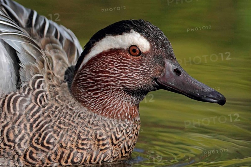 Garganey