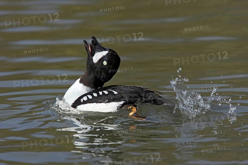 Barrow's Goldeneye