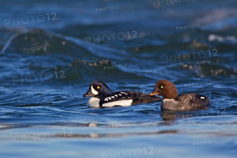Barrow's Goldeneye