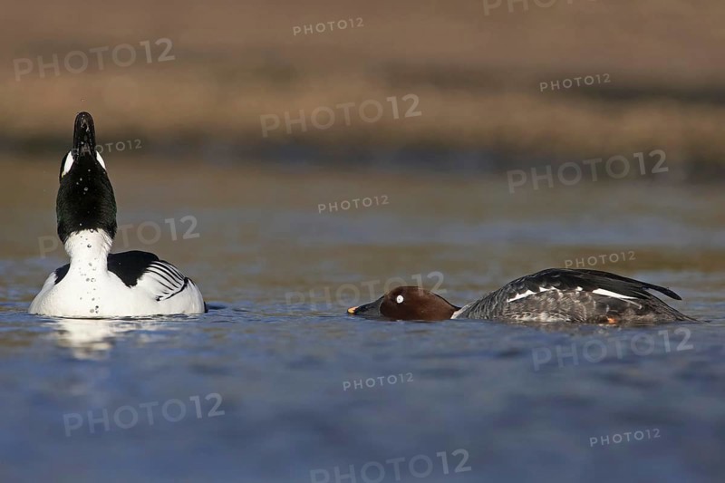 Common Goldeneye