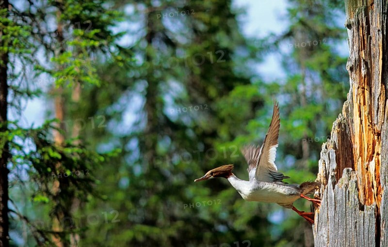Common merganser