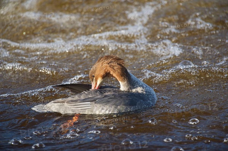 Goosander