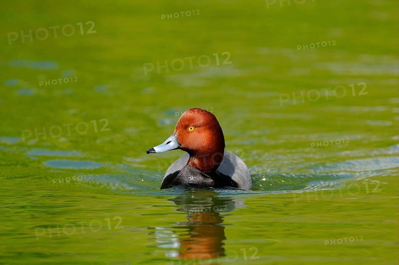 Redhead