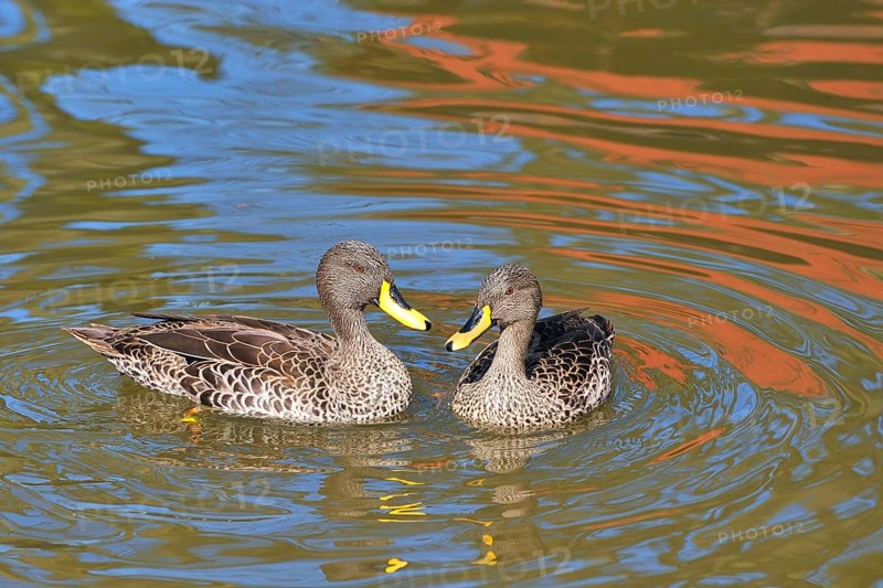 Yellow-billed Duck