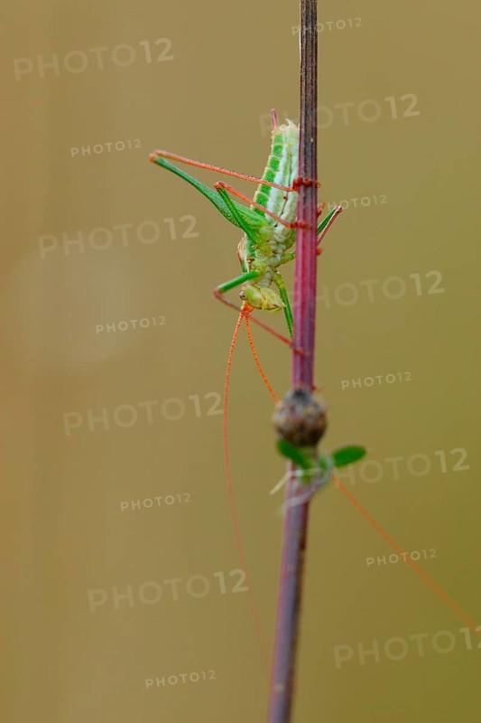 Striped Timor Grasshopper
