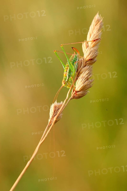 Striped Timor Grasshopper