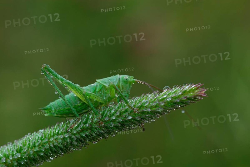 Striped Timor Grasshopper