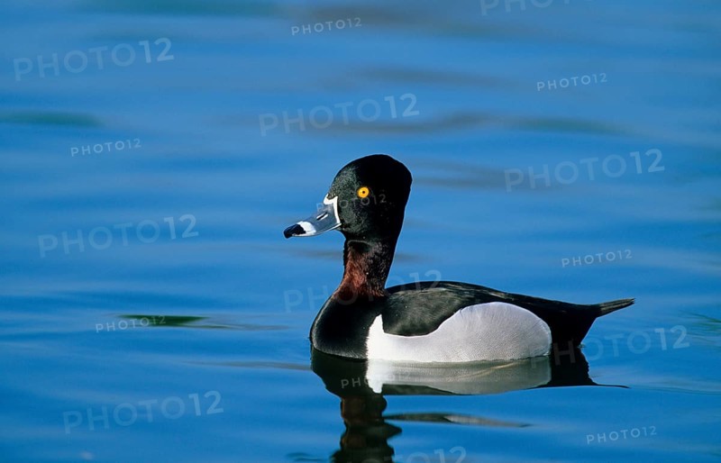 Ring-necked Duck