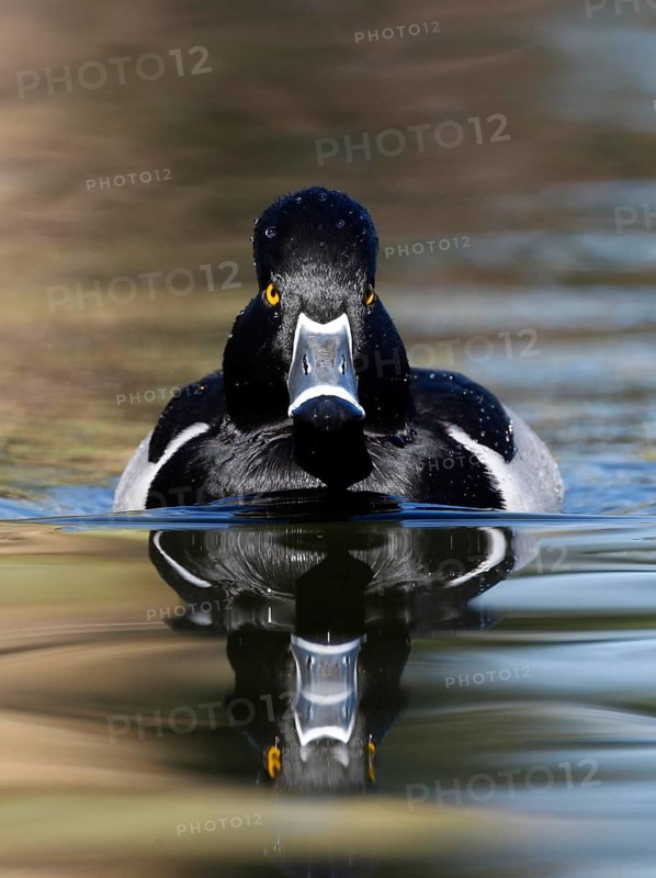 Ring-necked Duck