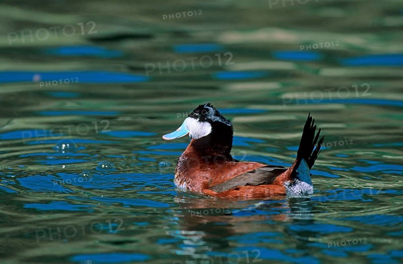 Ruddy duck