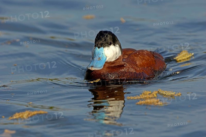 Ruddy Duck