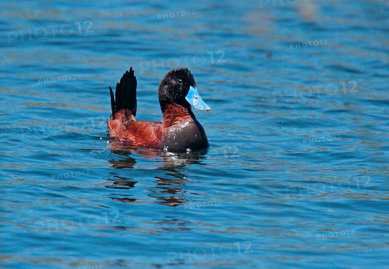Black-headed Duck