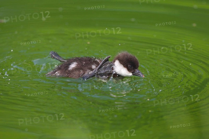 Smew