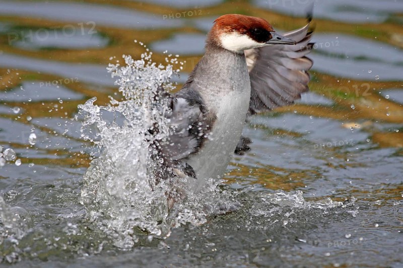 Smew