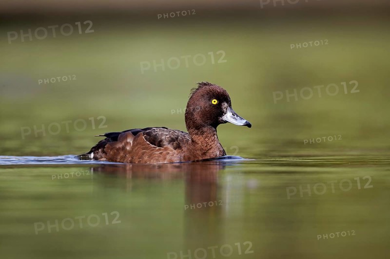 Tufted Duck