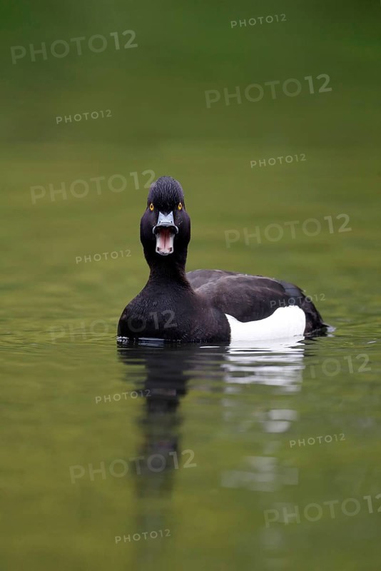 Tufted duck