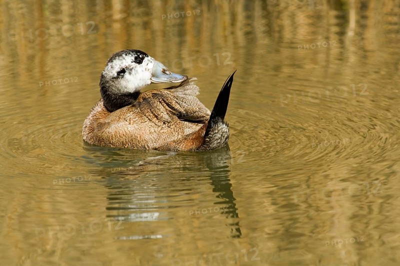 White-headed ducks