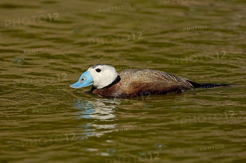 White-headed ducks