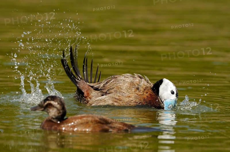 White-headed ducks