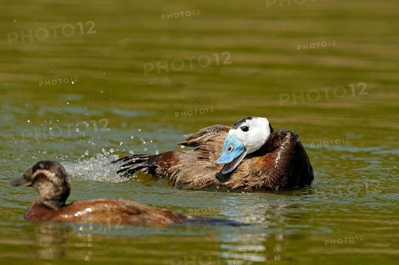 White-headed ducks