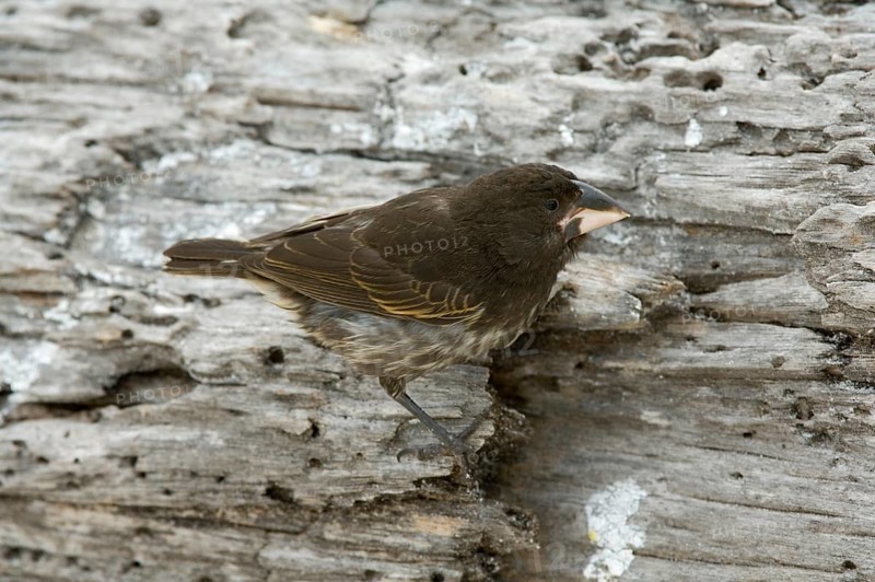 Ground Finch
