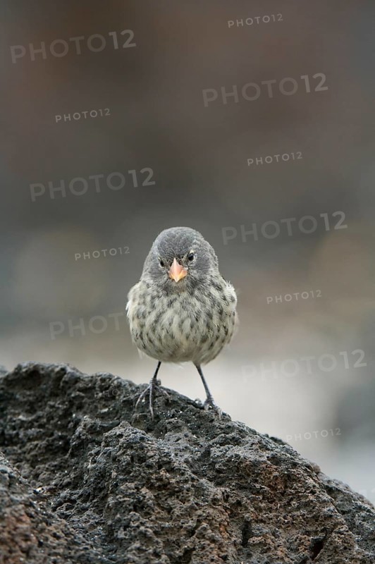 Small Ground-Finch