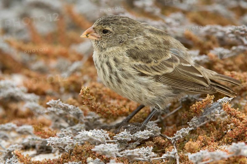 Small Ground Finch
