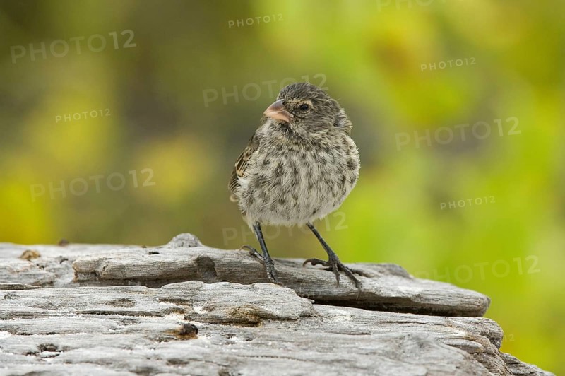 Small Ground-Finch