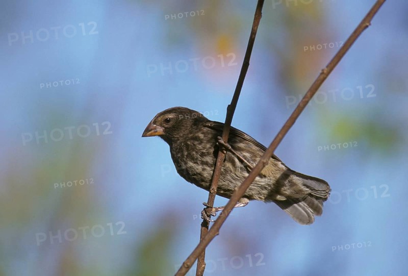 Medium Ground Finch