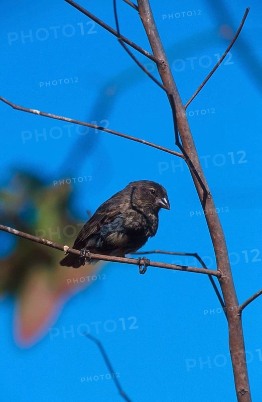 Medium Ground Finch