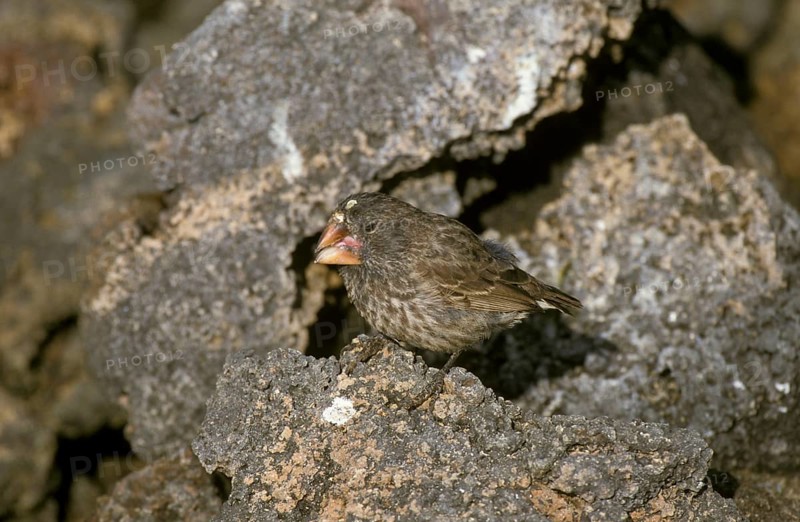 Large ground finch