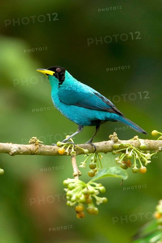 Green Honeycreeper
