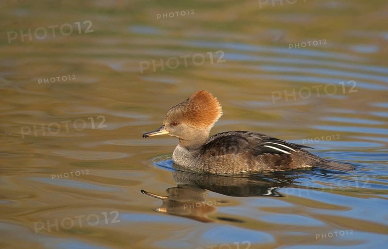 Hooded merganser